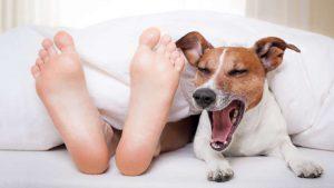 Dogs Sleeping In Your Bed Might Not Be Good For Your Health 17