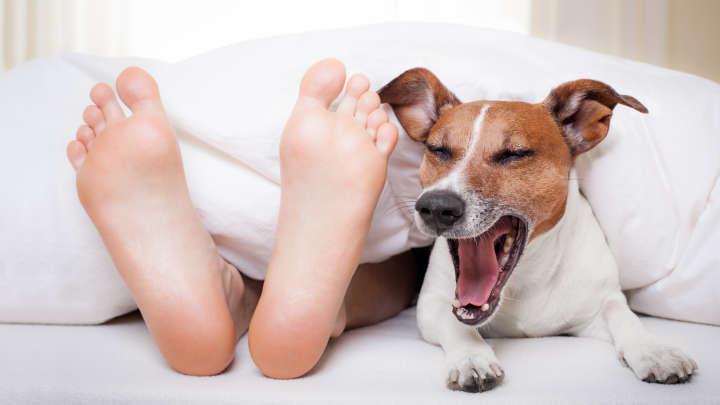 Dogs Sleeping In Your Bed Might Not Be Good For Your Health