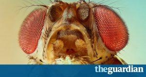 Six Nobel prizes whats the fascination with the fruit fly? 26