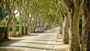 Tree-Lined Suburbs Induce Fewer Asthma Attacks 64