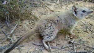 Animal Believed Extinct For Over A Century Spotted In New South Wales 33