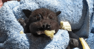 Rescued Baby Bat Stuffs Her Cheeks With Banana After Being Hit By Car, And This Video Will Make Your Day 1