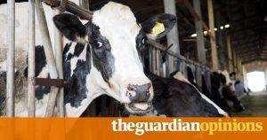 Animal agriculture is choking the Earth and making us sick. We must act now | James Cameron and Suzy Amis Cameron 17