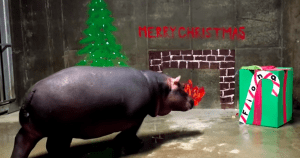 Fiona the Hippo celebrates the holidays with a special gift 51