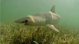 Sharks That Eat Their Veggies Discovered Off The USA 66