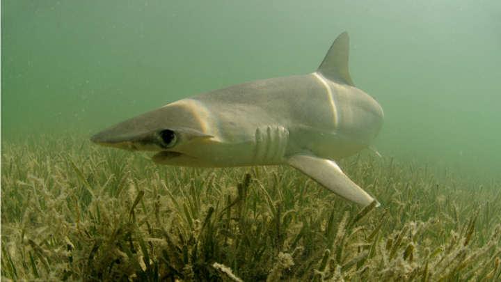 Sharks That Eat Their Veggies Discovered Off The USA