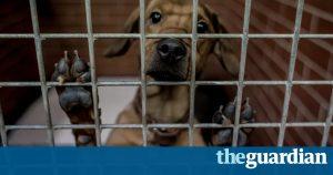 Health mutt: proposal to put shelter dogs on vegan diet divides Los Angeles 7