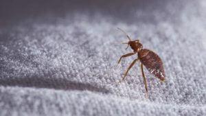 Bed Bugs Leave Behind Potent Allergen That Lingers Long After They've Been Zapped 3