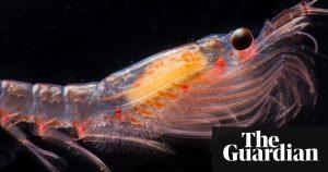 Krill fishing poses serious threat to Antarctic ecosystem, report warns 14