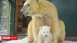 First UK polar bear cub in 25 years emerges 14