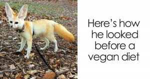 Vegan Woman Forced Her Fennec Fox To Go Vegan, And Heres What Happened 44