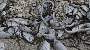 A toxic algae bloom in Florida is slaughtering marine life by the masses 51