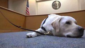 Too cute? Colleges, courts grapple with the role of companion animals 29