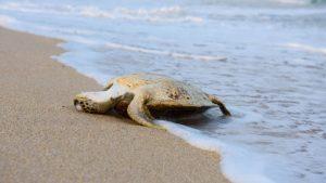 Dozens Of Dead Sea Turtles Wash Up On Florida Beaches And The Culprit Could Affect People 41