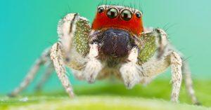 Inside the Lab Where Spiders Put on Face Paint and Fake Eyelashes (and Termites Wear Capes) 33