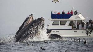 Video Shows Woman Hilariously Calling Police On Two Humpback Whales 8