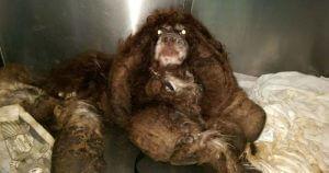 Abandoned Dog Gets The Transformation Of A Lifetime When 6 Pounds Of Mats Are Removed 25