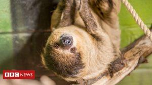 Sloth retirement home set up in Pembroke 1