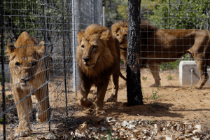 South American circus lions still unsettled in South Africa 61