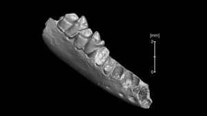 The First Primates May Have Originated In North America, Not Asia 42