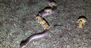 All aboard! Cane toads casually hitch a ride on a python 55