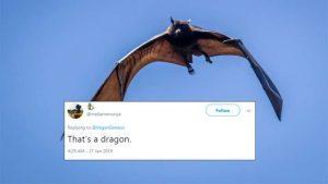 Twitter Just Found Out That Megabats Exist And The Reactions Are Hilarious 1