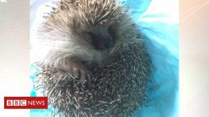 Heavy hedgehog to have hydrotherapy 59