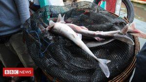 Threatened shark served to UK diners 4