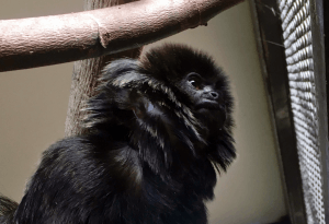 Police recover rare Goeldi's monkey, stolen from Florida zoo 21