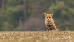 Did Bronze Age Europeans Keep Foxes As Pets? 50