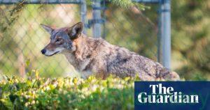 High-cat diet: urban coyotes feast on pets, study finds 29