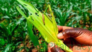 Destructive pest could spread to all of China's grain production in 12 months 37