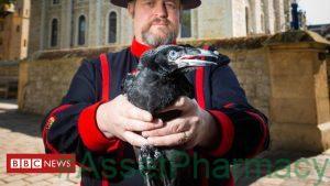 Tower gets first raven chicks in 30 years 1