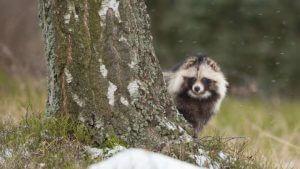 Reports Of Raccoon Dogs Running Loose In Rural England Has Everyone Asking: What The Hell Are They? 66