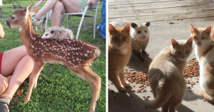 22 Adorable Photos From The Twitter Page #PossumEveryHour That May Make You See These Creatures Differently 1