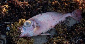 Florida Red Tide Has Killed 174 Dolphins Over The Past Year 7