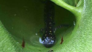 First Meat-Eating Plant In North America Discovered (And It Likes Salamanders) 93