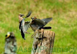 Jaybirds caught fighting over lunch in stunning pics 135