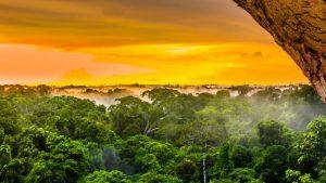 The Amazon Rainforest Is On Fire. Here's How You Can Help. | Betches 7