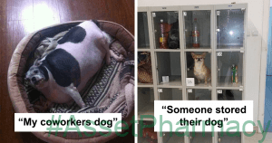 30 Idiot People Who Dont Deserve To Own A Pet 9