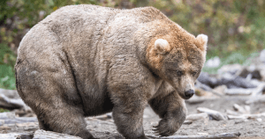 This National Park In America Has A Fattest Bear Competition And Here Are Its Top 8 Chonky Fluffs 65