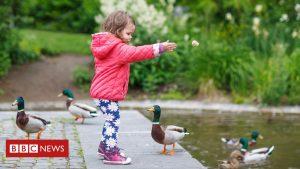 Viral duck feeding sign sparks anger and confusion 9