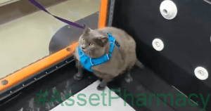 Chonky Cat Goes Viral For Being Annoyed By Underwater Workout 15