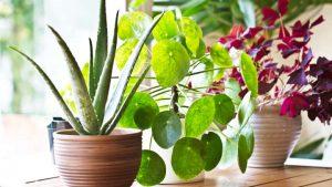 Sorry, But Indoor Potted Plants Dont Actually Improve Air Quality 3