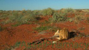 Cat Caught On Camera Devouring A WHOLE Kangaroo In Australia 29