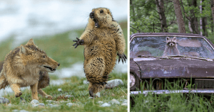 The 35 Best Wildlife Photos Of 2019 48