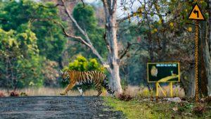 Tiger Makes Epic 1,300-Kilometer Journey Across India Looking For Food And Sex 1