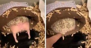 Person Notices How Defenseless Hedgehogs Become When Sleeping, And This Butt Thread Will Make Your Day 63