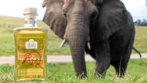 Why this South African gin is made with elephant dung 149