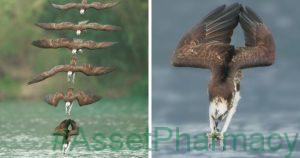 Photographers Photos Of Ospreys In Hunting Mode Show How Calculated Everything In Nature Is 18